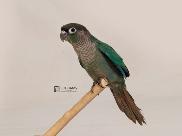 Blue Green Cheek Conure-BIRD-Male--17758-Petland Topeka, Kansas