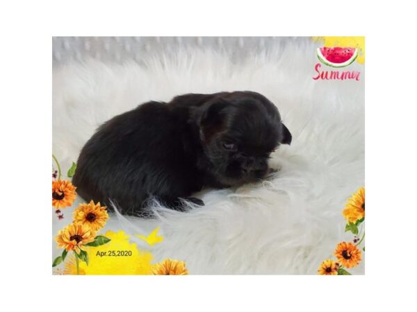 Shih Tzu DOG Male Black 17769 Petland Topeka, Kansas