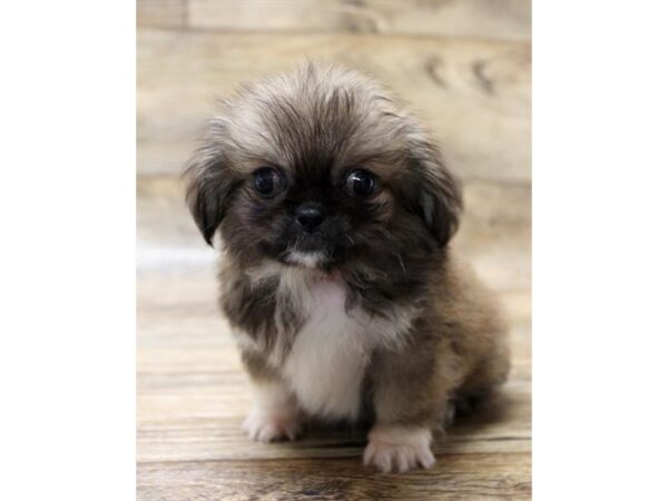 Pekingese-DOG-Female-Red Sable-17772-Petland Topeka, Kansas