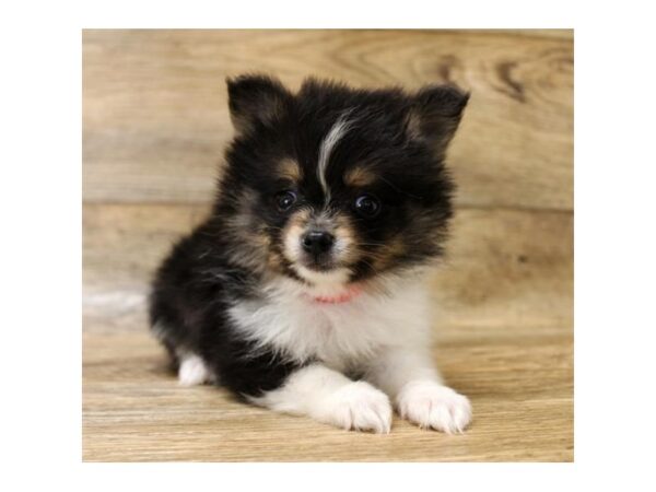 Pomeranian-DOG-Male-Black / Tan-17773-Petland Topeka, Kansas