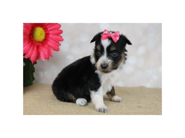 Miniature Australian Shepherd DOG Female Black Tan / White 17778 Petland Topeka, Kansas