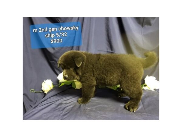 Chowsky 2nd Gen DOG Male Black 17774 Petland Topeka, Kansas