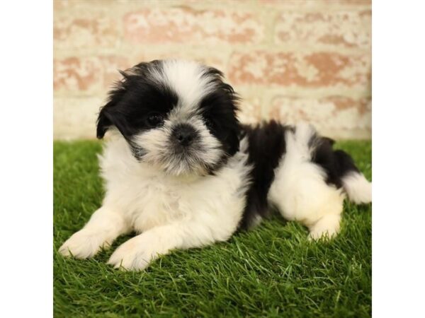 Shih Tzu DOG Female Black / White 17790 Petland Topeka, Kansas