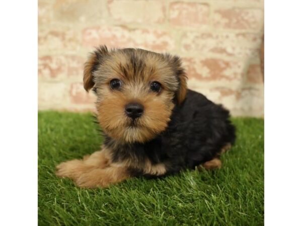 Yorkshire Terrier-DOG-Female-Black / Tan-17791-Petland Topeka, Kansas