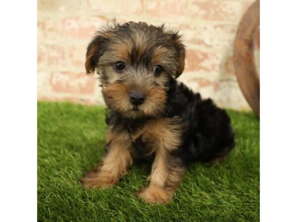 Yorkshire Terrier DOG Male Black / Tan 17792 Petland Topeka, Kansas