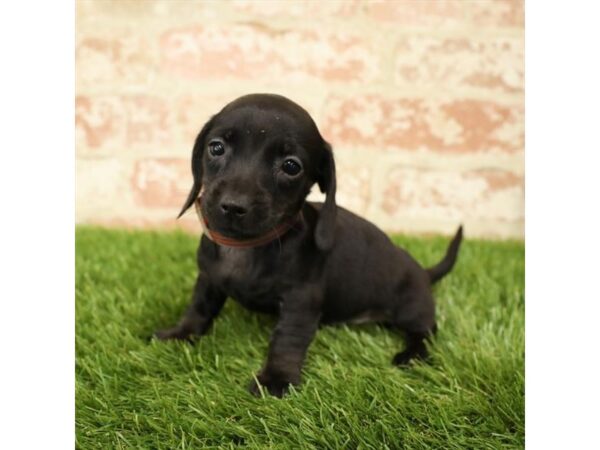 Dachshund DOG Female Black / Tan 17794 Petland Topeka, Kansas