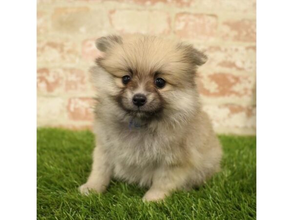 Pomeranian DOG Female Cream Sable 17788 Petland Topeka, Kansas