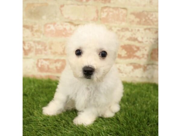 Bichon Frise DOG Female White 17793 Petland Topeka, Kansas