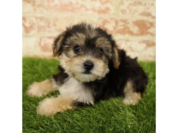 Morkie DOG Female Black / Tan 17795 Petland Topeka, Kansas