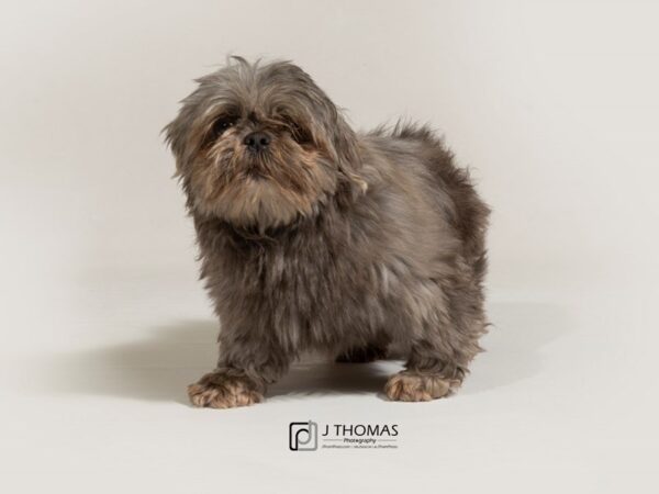 Shih Tzu DOG Male Blue 17799 Petland Topeka, Kansas