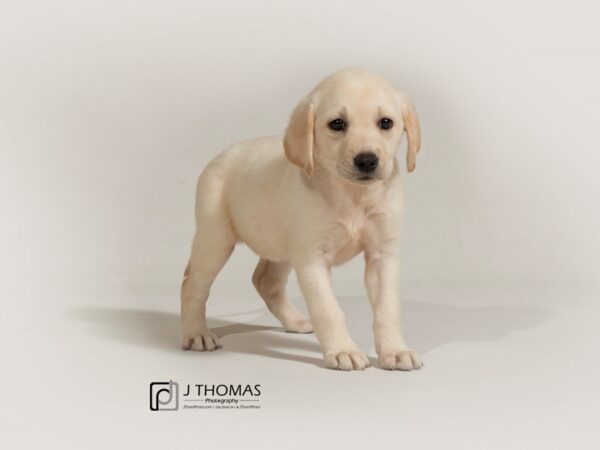 Labrador Retriever-DOG-Female-Cream-17798-Petland Topeka, Kansas