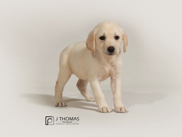 Labrador Retriever DOG Female Cream 17798 Petland Topeka, Kansas