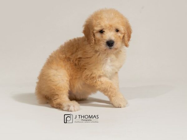 Goldendoodle-DOG-Female-Lt Golden-17797-Petland Topeka, Kansas