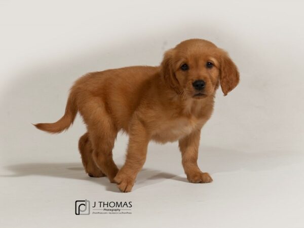 Golden Retriever DOG Female Drk Golden 17796 Petland Topeka, Kansas