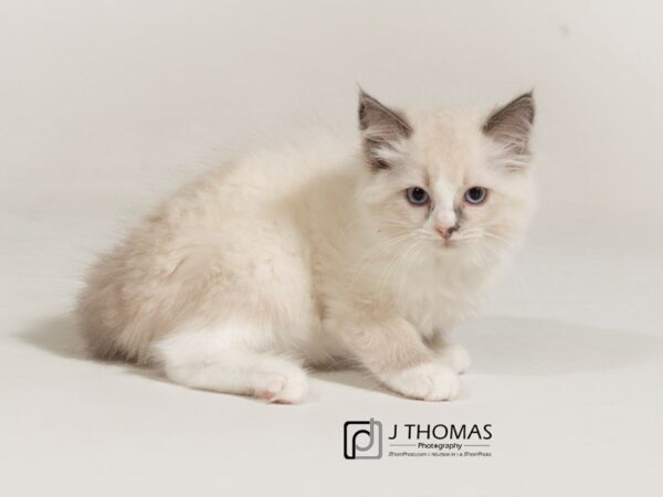 Ragdoll CAT Female Blue Point Bi-Color 17786 Petland Topeka, Kansas