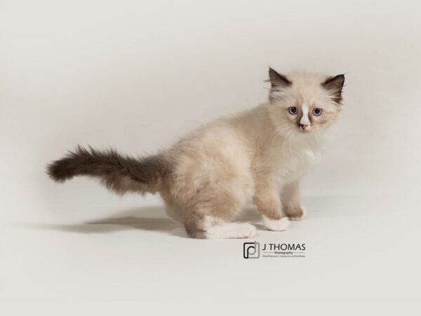 Ragdoll-CAT-Male-Seal Point Bi-Color-17785-Petland Topeka, Kansas