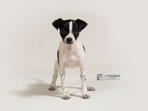 Chihuahua/Rat Terrier DOG Male Black and White 17784 Petland Topeka, Kansas