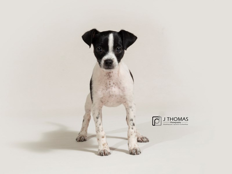 Chihuahua/Rat Terrier-DOG-Male-Black and White-2729348-Petland Topeka, Kansas