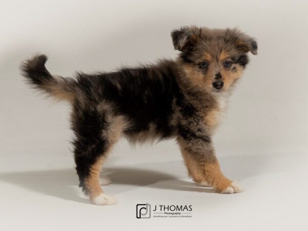 Possie-DOG-Female-Red Merle-17781-Petland Topeka, Kansas