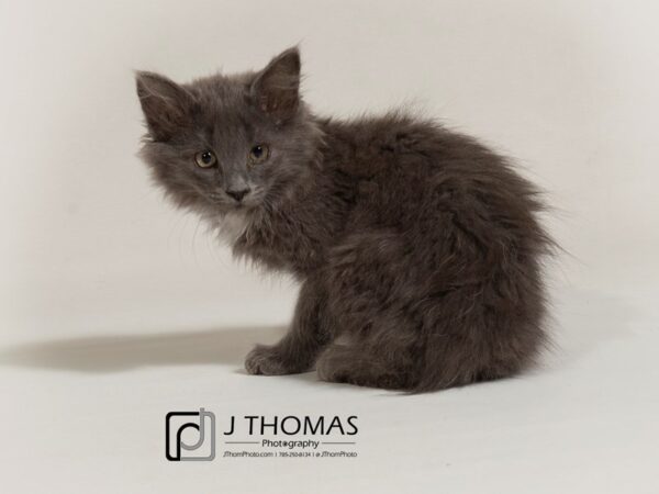 Domestic Long Hair-CAT-Female-Grey and White-17780-Petland Topeka, Kansas