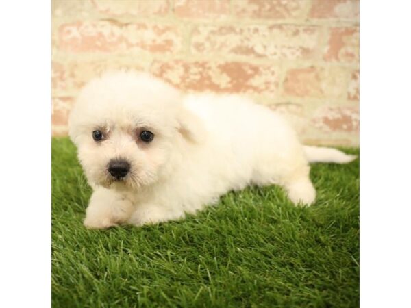 Bichon Frise DOG Female White 17816 Petland Topeka, Kansas