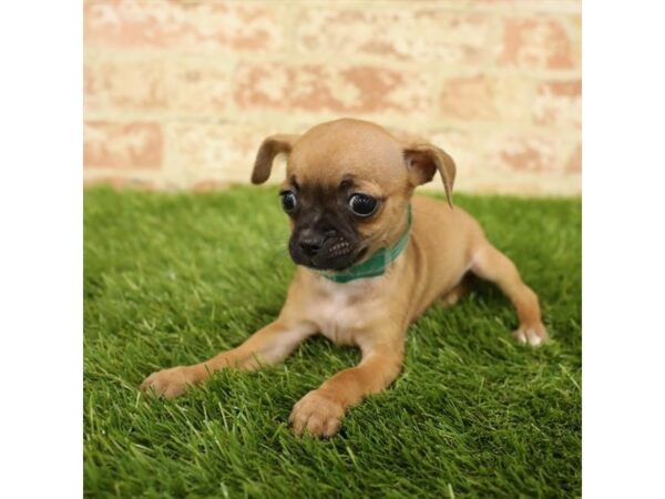 Chihuahua DOG Female Brown 17817 Petland Topeka, Kansas