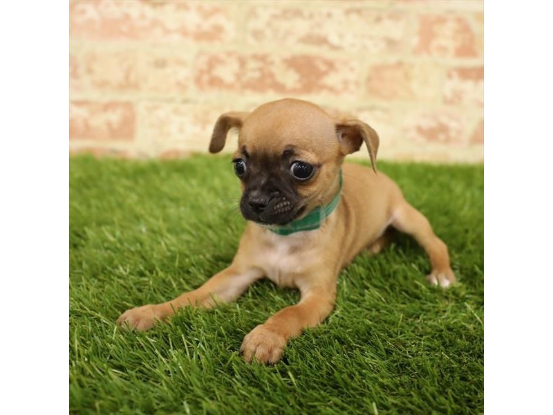 Chihuahua Puppy Brown ID17817 Located at Petland Topeka, Kansas