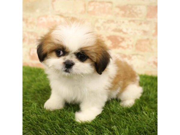 Shih Tzu-DOG-Female-Gold / White-17819-Petland Topeka, Kansas