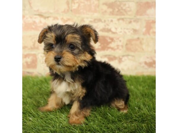 Yorkshire Terrier DOG Female Black / Tan 17820 Petland Topeka, Kansas