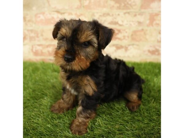 Yorkshire Terrier-DOG-Male-Black / Tan-17821-Petland Topeka, Kansas