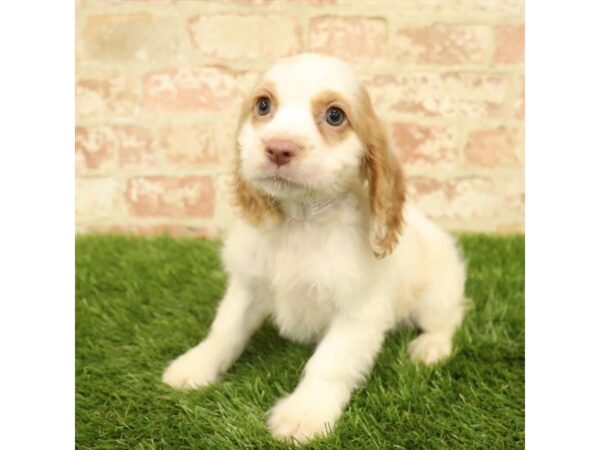 Cocker Spaniel DOG Female Buff / White 17818 Petland Topeka, Kansas