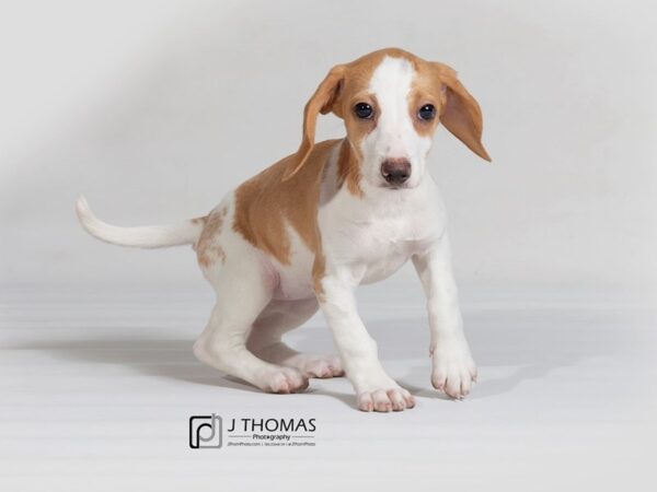 Beagle DOG Female Lemon and White 17815 Petland Topeka, Kansas