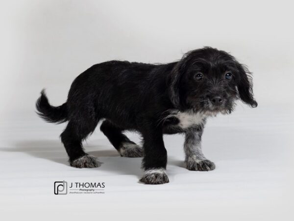 Lab Mix DOG Female Blk Wht Mkgs 17813 Petland Topeka, Kansas