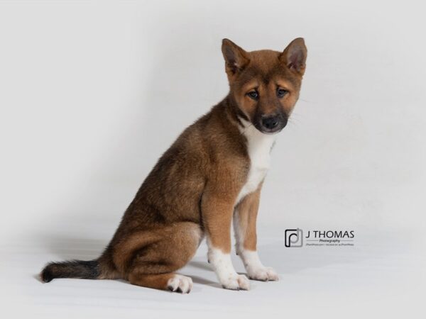 Shiba Inu DOG Female Rd Sesame 17806 Petland Topeka, Kansas