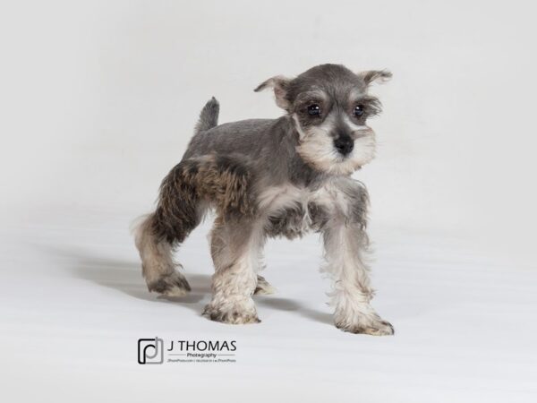 Miniature Schnauzer DOG Female Salt and Pepper 17803 Petland Topeka, Kansas