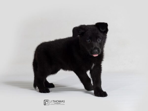 German Shepherd DOG Male Sable 17802 Petland Topeka, Kansas