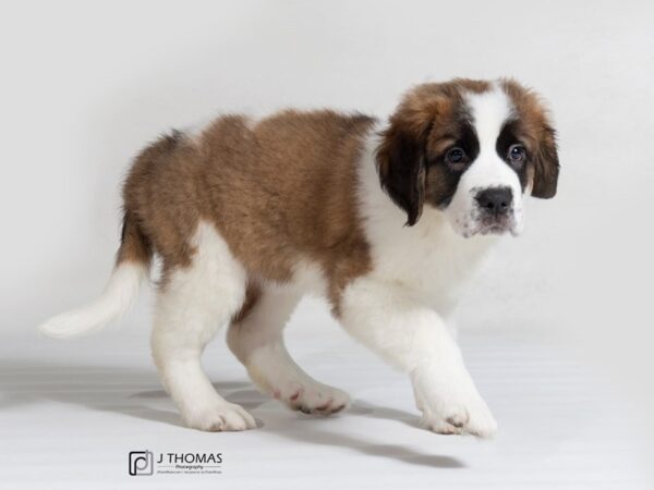 Saint Bernard DOG Female White and Mahogany 17801 Petland Topeka, Kansas