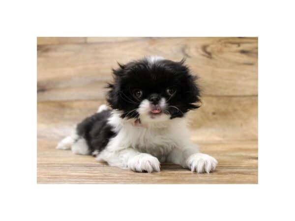 Japanese Chin DOG Female Black / White 17840 Petland Topeka, Kansas