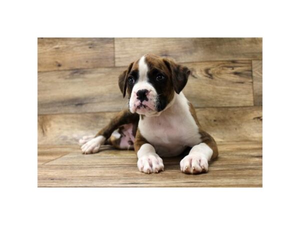 Boxer DOG Male Fawn / White 17839 Petland Topeka, Kansas