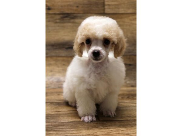 Poodle DOG Female Apricot 17841 Petland Topeka, Kansas