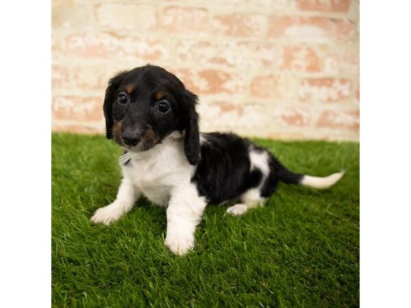 Dachshund DOG Female Black and Tan Piebald 17829 Petland Topeka, Kansas