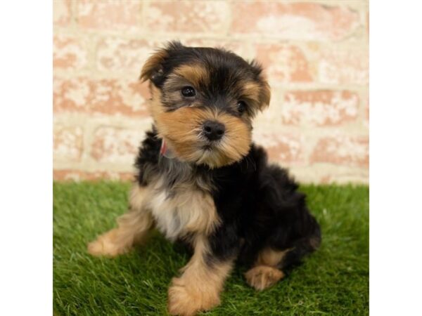 Yorkshire Terrier DOG Male Black and Tan 17832 Petland Topeka, Kansas