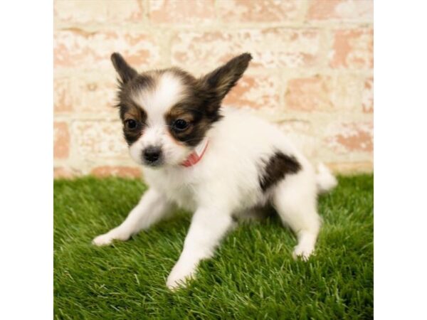 Papillon DOG Female Sable and White 17833 Petland Topeka, Kansas