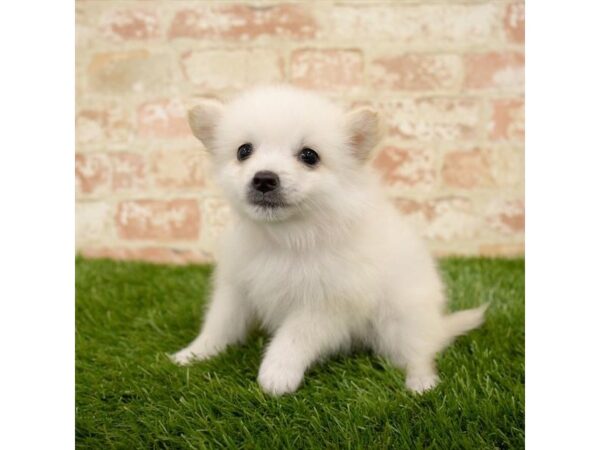 American Eskimo Dog DOG Female White 17834 Petland Topeka, Kansas