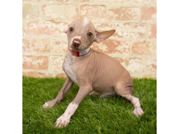 Chinese Crested DOG Male Fawn 17835 Petland Topeka, Kansas