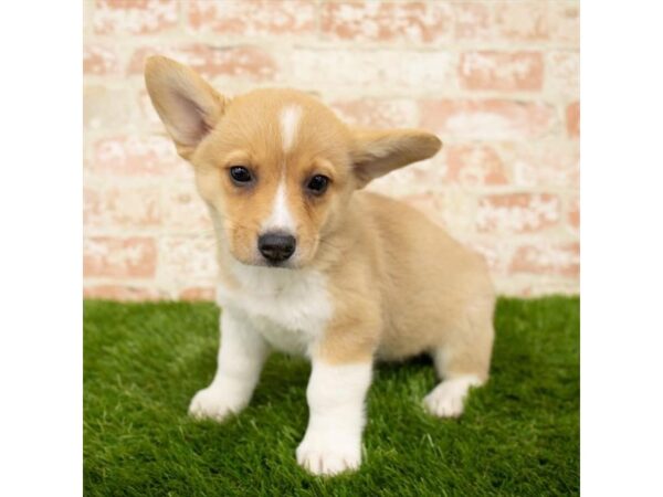 Pembroke Welsh Corgi DOG Female Red / White 17852 Petland Topeka, Kansas