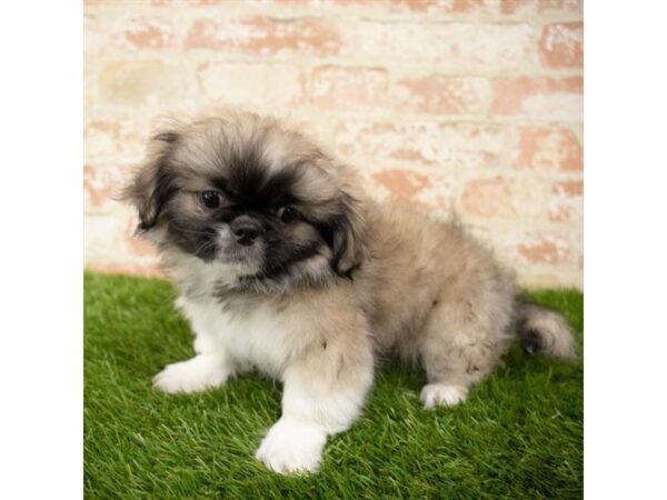 Pekingese-DOG-Female-Cream Sable-17851-Petland Topeka, Kansas