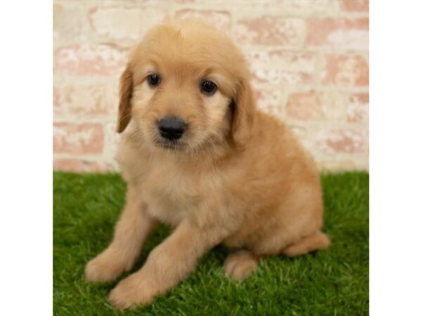 Goldendoodle DOG Female Golden 17854 Petland Topeka, Kansas