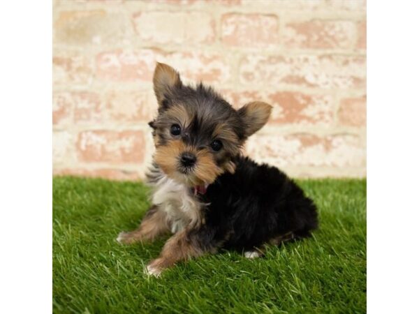 Yorkshire Terrier DOG Male Black / Tan 17853 Petland Topeka, Kansas