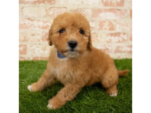 Goldendoodle Mini-DOG-Female-Red-17855-Petland Topeka, Kansas